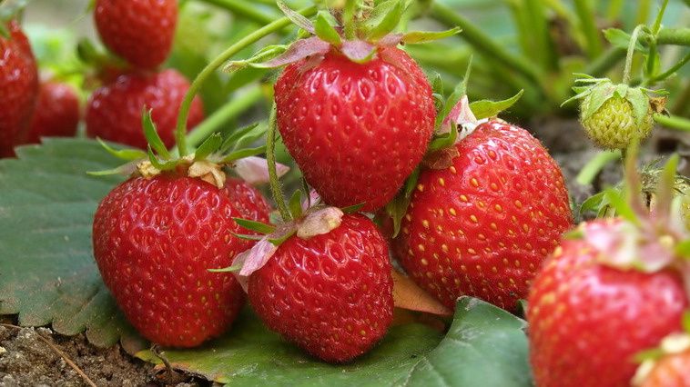 ������ ����������� ������� ��������� �������� ����� �� 27 ������