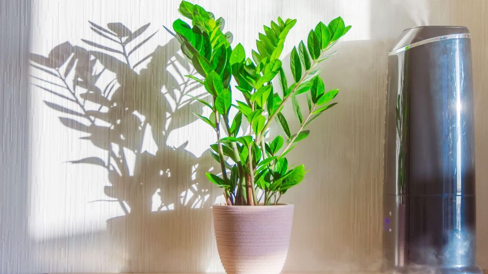 ������ � �������������� �������� �� ����� �������: ����� ��� ����� �� ��������