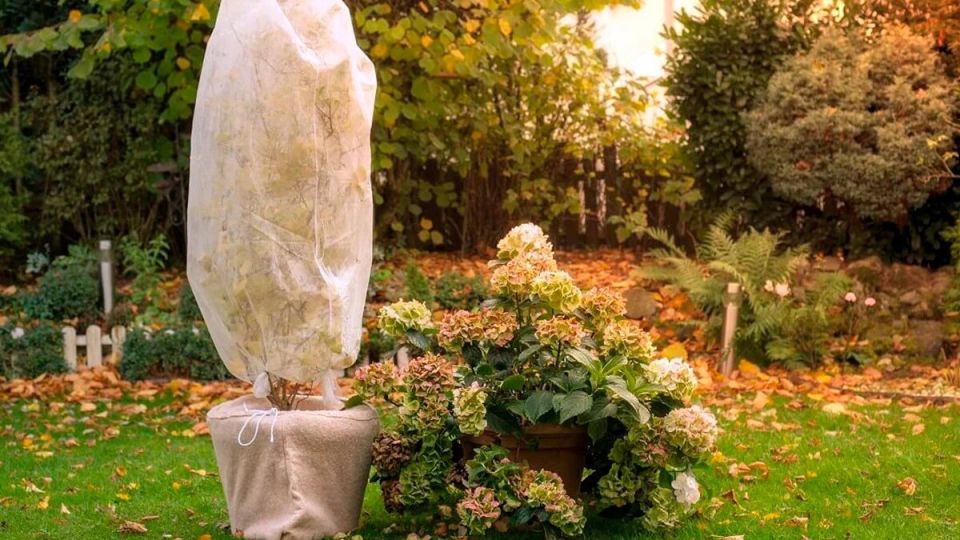 Ошибки при укрытии гортензий на зиму