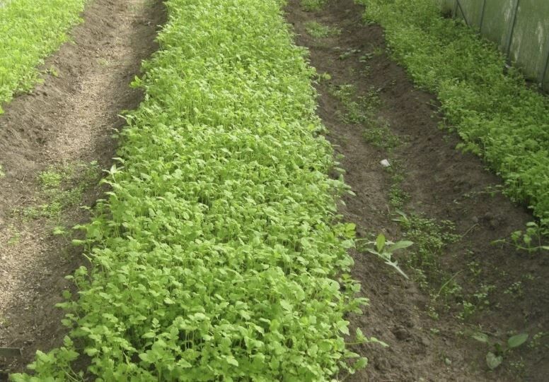 Сидераты: как обогатить бедную почву без удобрений