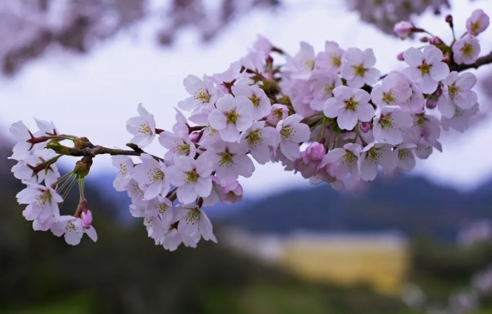 Как спасти вишню от усыхания: полезные советы для садоводов