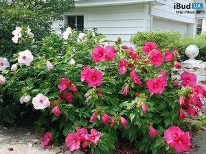 Древовидный сирийский гибискус: секреты успешной посадки и ухода