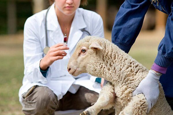 ����������� ����� ���������� ���� ��� �������� ������ �����