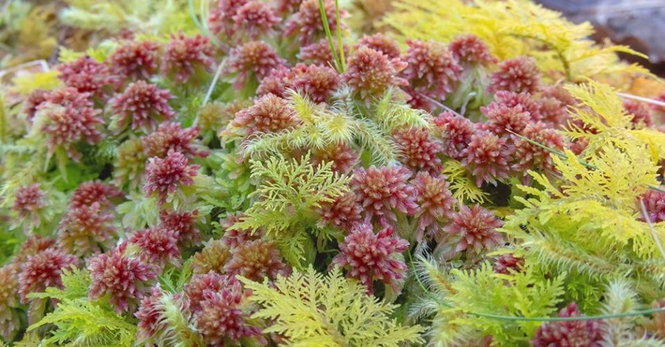 ������� ��� �������: ��� �������� �������� � ������� ��������