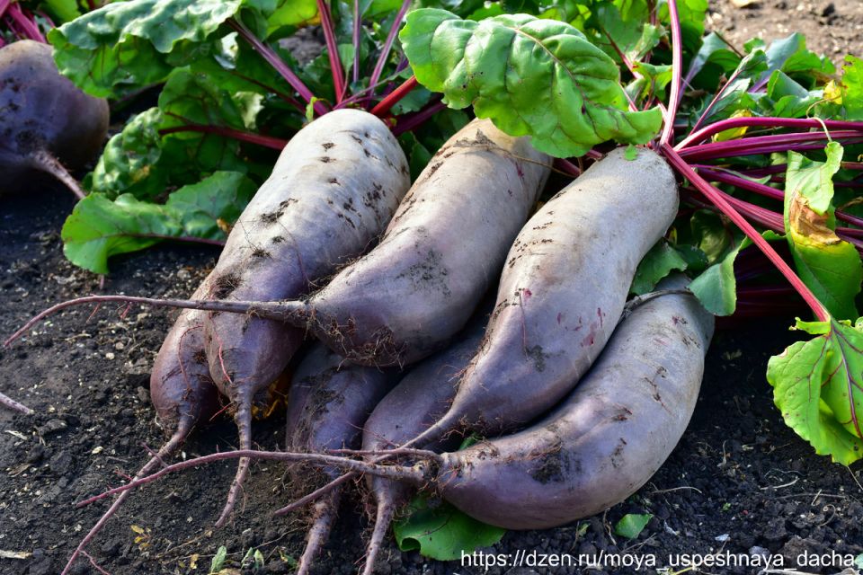 ������ ����������: ��� ����� ������� �� ������� � ������ ������ � �������� �������