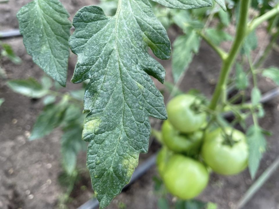 ��� ������ ������ �� �������������: ������ � ���������