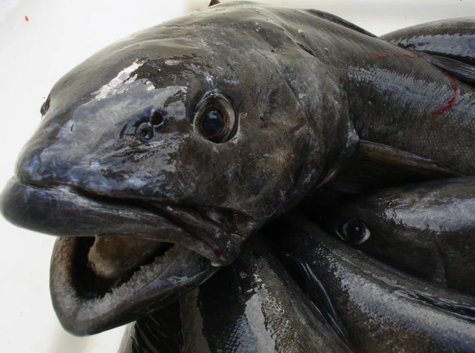 �������� ����: ����� ��������� �� ��������� ���������