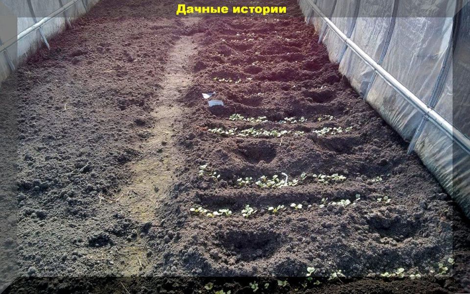 ��� ������� � �������������� ������� ��� � �����: ������ ������ ������������� �������