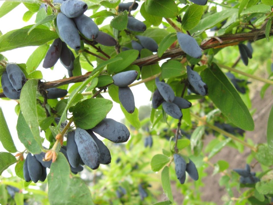 ������������� ������� ���������� ��� ������ ����: �������� ������ � �������