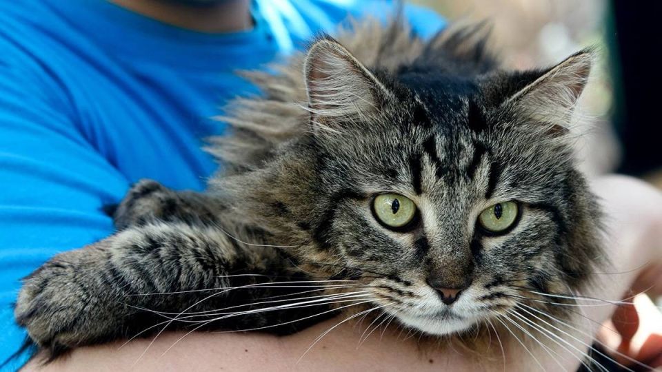 ����� ���������� �� �������� �� ��������� ���������: ��� ��� ����������?