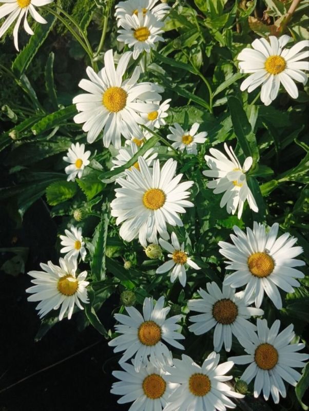 ������� '���������': ��� ��������� ��������� ��������� �� ����