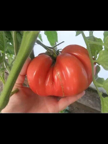 ����������� ����, ������������ ������ � �������� ���������� �������� �������