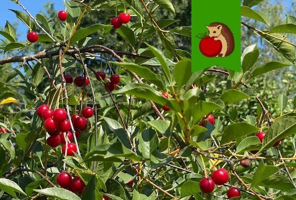 Почему осенняя подкормка вишни – секрет будущего урожая