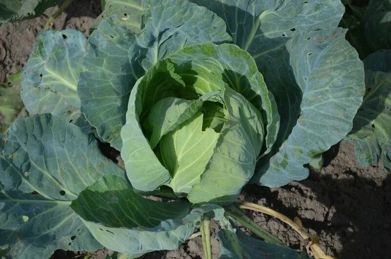 ��� ��������� ������ �� ����������� ������� �������