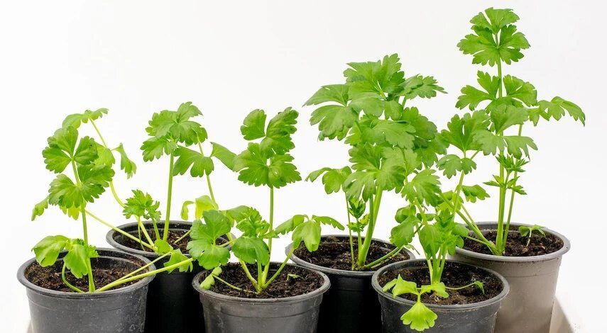 ��� ��������� �������� � ���������� ��������� �� ������� � �������