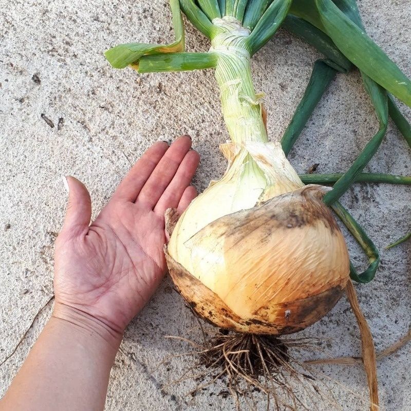 �������� ��������� ����: ��� �������� ���������������� �����