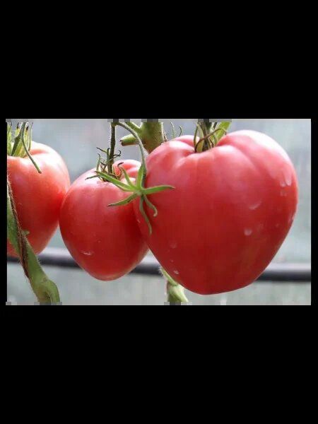 Томат Африканская лиана: секреты успешного выращивания экзотического гиганта