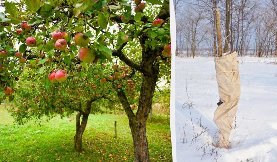 ��� �������� ������ �����: ������� �������� ������