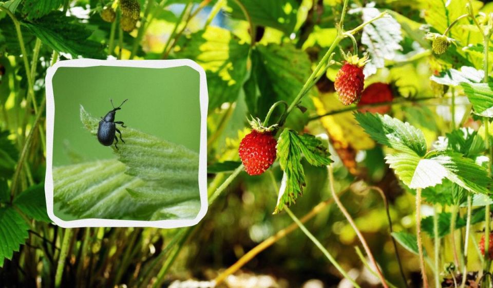 ��� �������������� ����������� �� ��������: �������� ������� ��� ���������