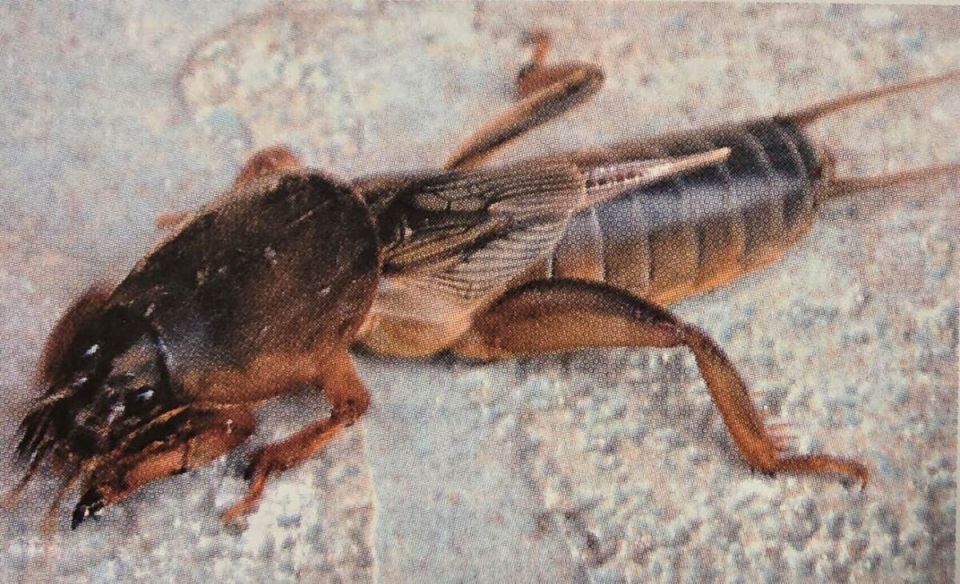 ��� ���������� �������� ������� �� ��������