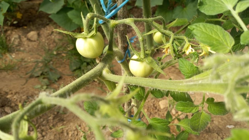 Как избежать неудач с томатами: проверенные сорта и антирейтинг