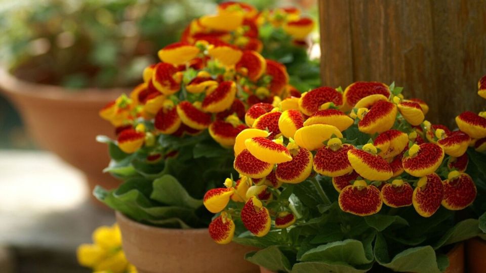 Петуния и бархатцы больше не в чести — вместо них теперь этот цветок: украшает клумбу и цветет до октября