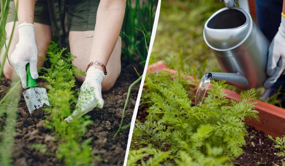 ��� ��������� ������������� ������� ����� � ����