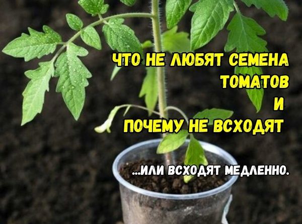 ������ ������ ������� ����� �� ��������: ����������� ������� � ������