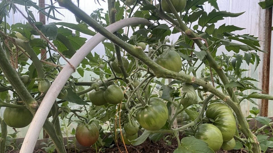 ��� ������ � ��� ������� ��� ������: ������� �������� ��� �������� ��������