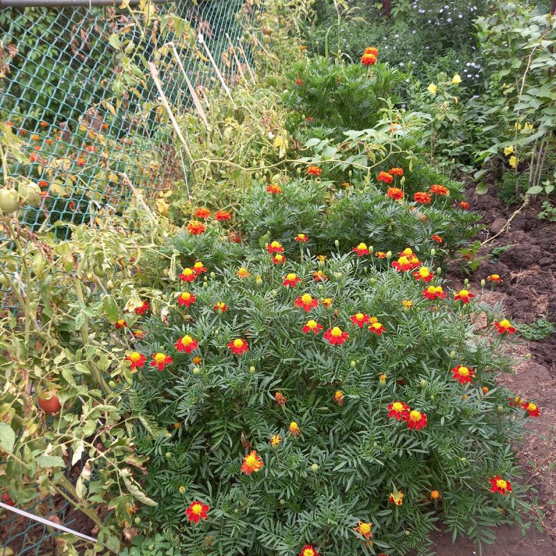 ��� ���� ������� ���������� ������ ��� ������: ���������� ������� ������� � ���������