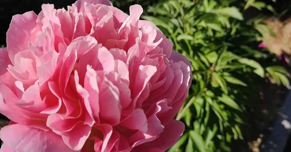 ��� ��������� ��������� �� ������� ������: ������� ��������� ��������