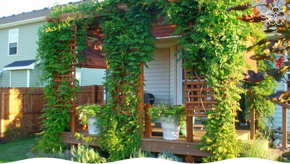 Как из обычного сада сделать уголок рая с помощью декоративных лиан