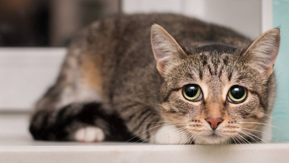 В Госдуме предложили запрет на использование животных в залог