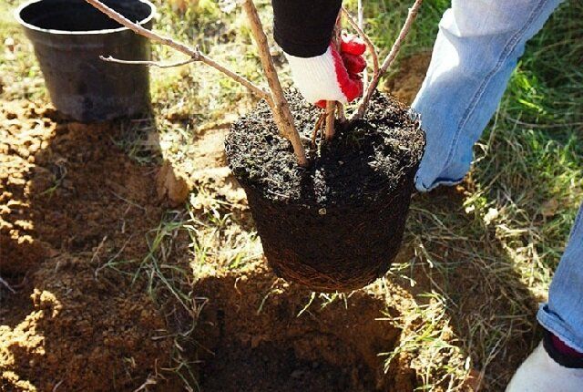 ��� ��������� �������� ������: ������� ��������� ����� � �������� ������