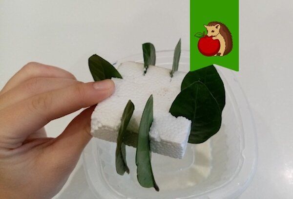 ����� ������������� ���������� � ������������: ������������ ����