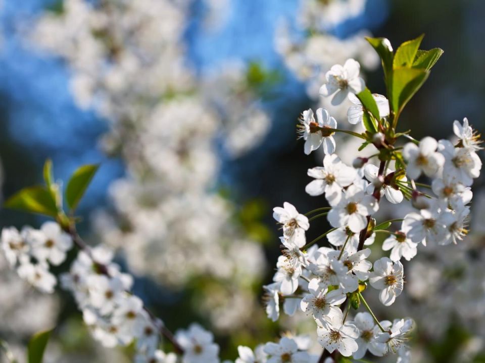 ��������: ����� �������� �������� ��� ������ ����