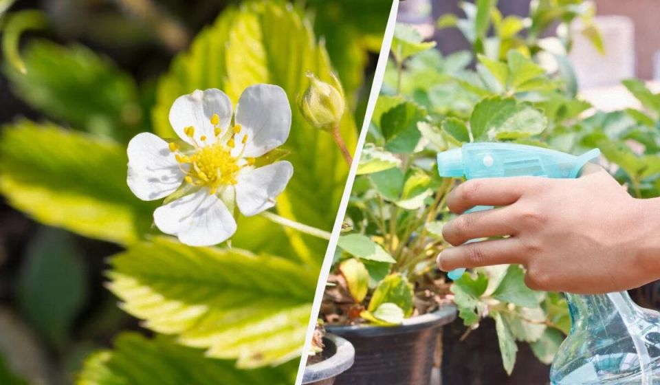Как защитить клубнику во время цветения: 5 эффективных и безопасных средств