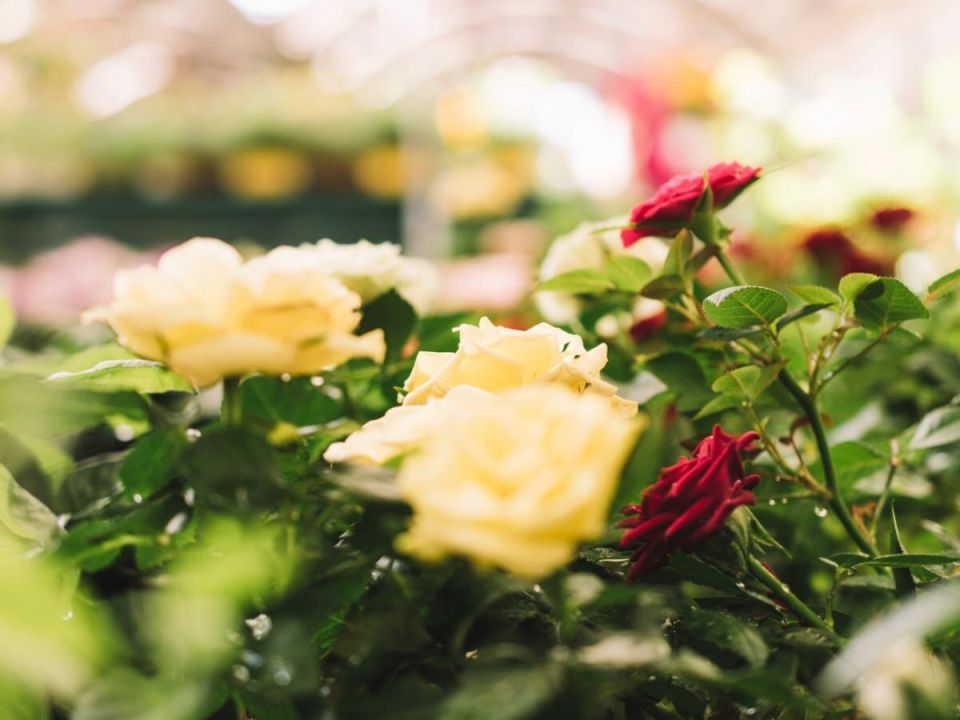 �������� � ��������� ���: 5 ������� ����� ��� �������������� �������� ����� �������