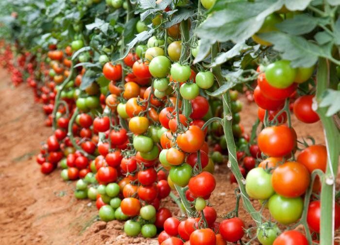 ��� ��������� ������ ����: �������� ������ ��� ���������� ���������