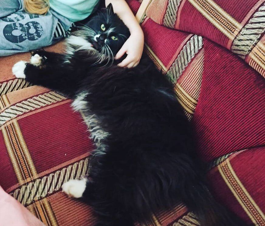 Как создать идеальную игрушку для кота: простые советы для заботливых хозяев