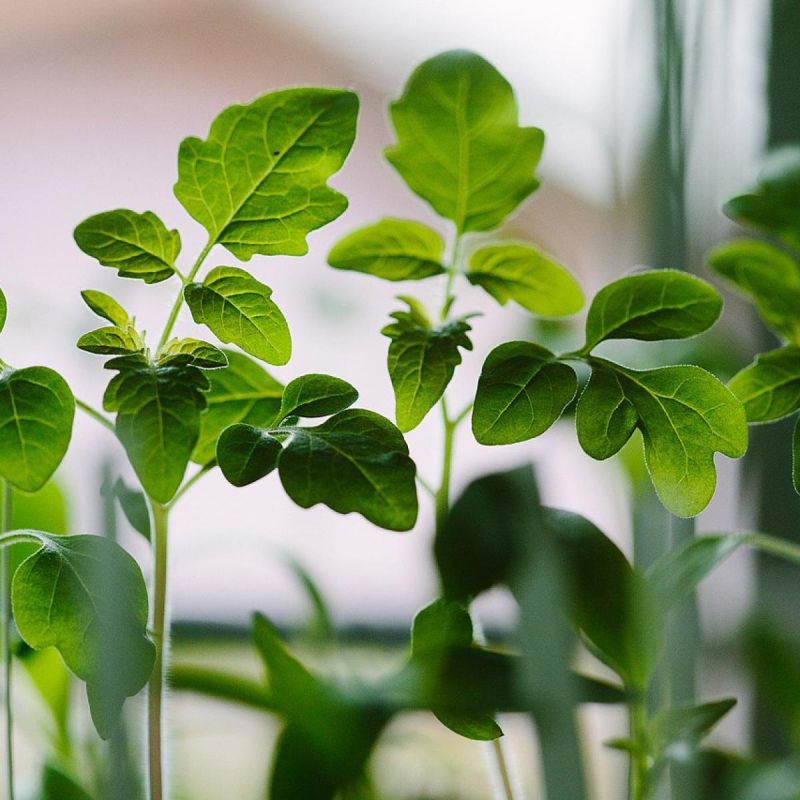 ��� ������� ��������� ����� ������� ��� �������