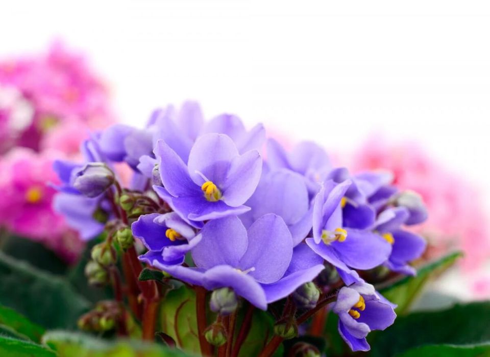 Как добиться долговечного цветения африканских фиалок: советы экспертов