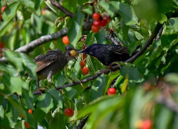 �������� ����� ������ ������� ����������� �� ����, ����������� ��������