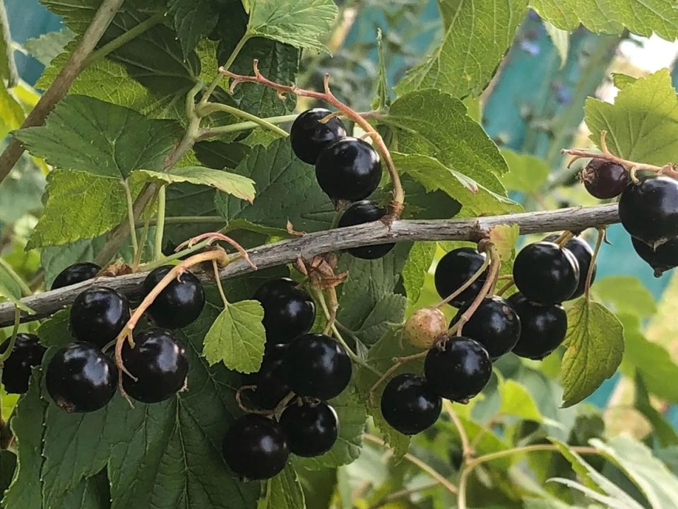 Как осеннее волшебство помогает смородине: секреты доломитовой муки