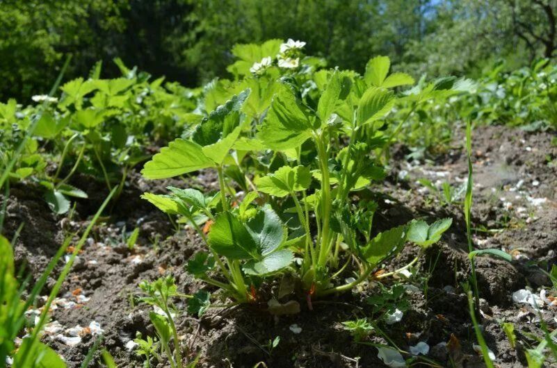 ������ �������� �� ����� ������: ��� ������� ������