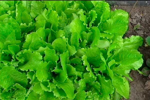 ����� ������: ������� ��������� ����������� � �����