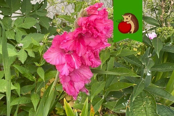 Как позаботиться о гладиолусах: советы для пышного цветения