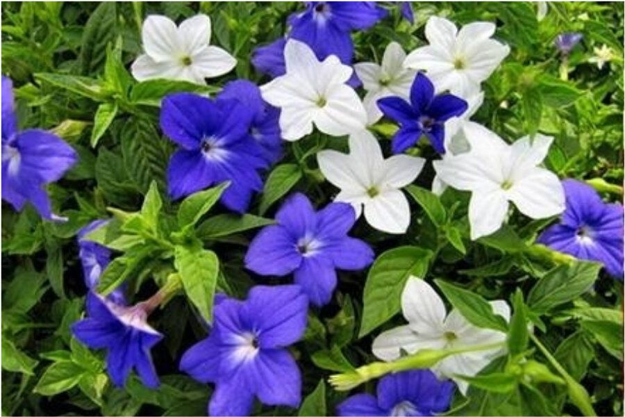 �������� ��� ��������� ������: ��� ��������� ��������� �� �����