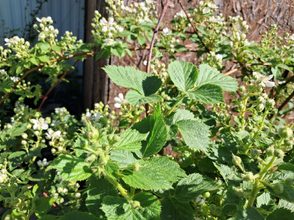 Почему желтеют листья ежевики: основные причины и полезные советы