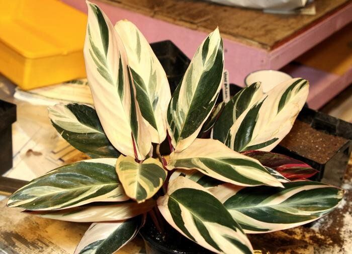 ��������� �������� ��� ����: �������� ���������� ������� �����